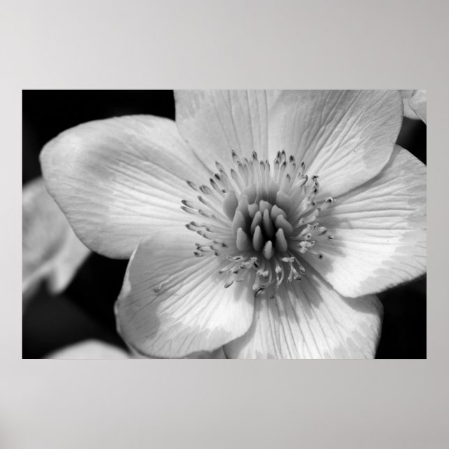 Pôster Marsh Marigold (Frente)
