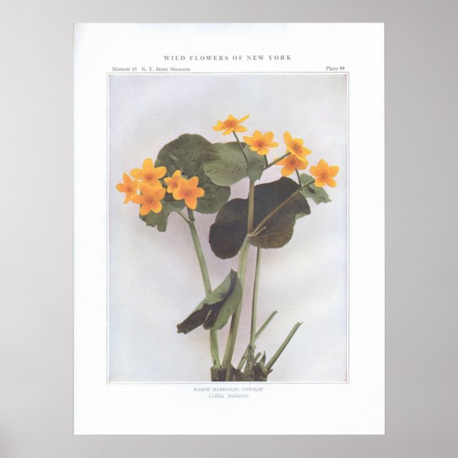 Pôster Marsh Marigold; Cowslip - Caltha palustris (Frente)