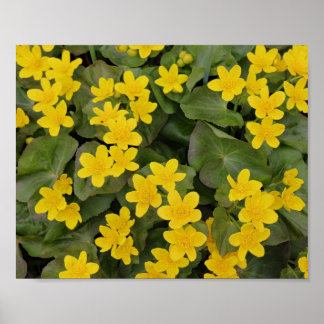 Poster Marsh Marigold em Bloom