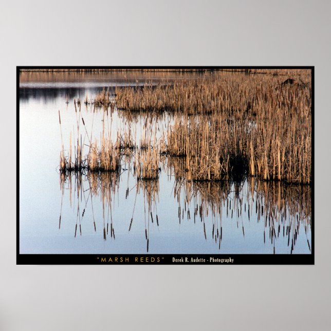 Poster Marsh Reeds (Frente)