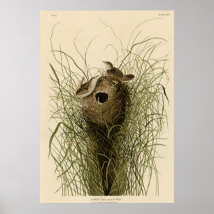 Poster Marsh Wren menor de Nuttall