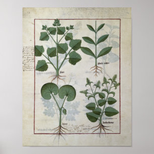 Poster Marshmallow & Hastula Regia Asarabacca &