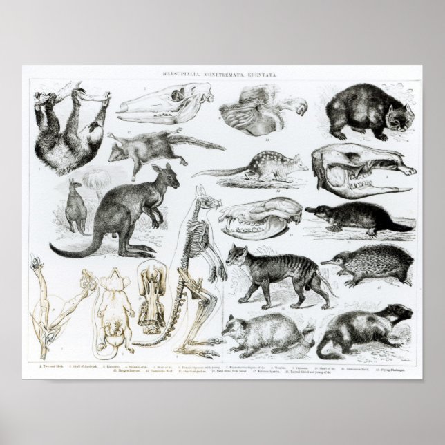 Poster Marsupialia, Monetremata, Edentata (Frente)