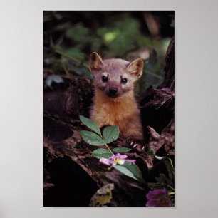 Pôster Marten de pinho