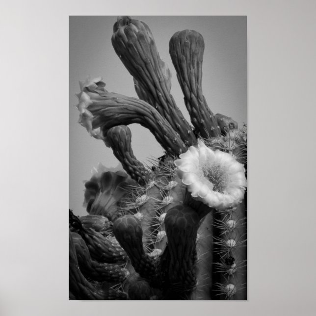 Pôster Martian Blooms (Frente)