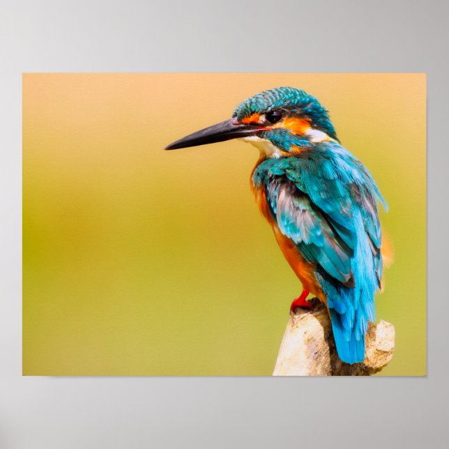 Poster Martim-pescador (Frente)