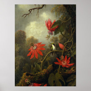 Poster Martin Johnson Heade - colibri