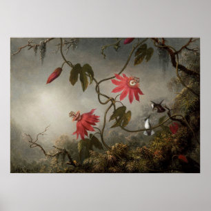 Poster Martin Johnson Heade - Flores de Paixão e Humming