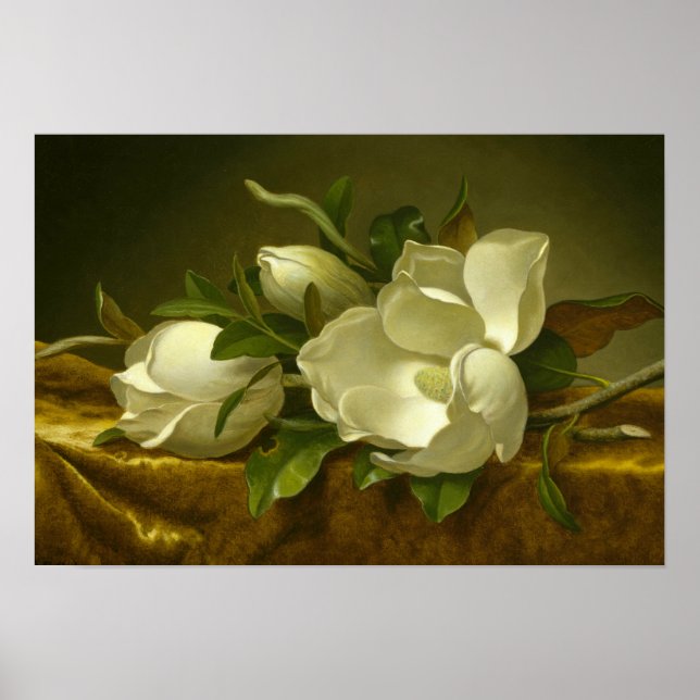 Pôster Martin Johnson Heade - Magnolias em Velvet Dourado (Frente)