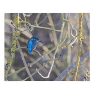 Pôster Martin-pêcheur