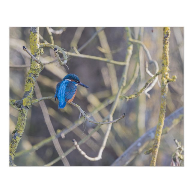 Pôster Martin-pêcheur (Frente)