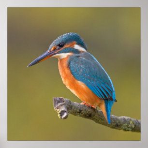 Pôster Martinho pescatore comum