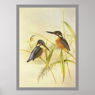 Poster Martinho pescatore comum