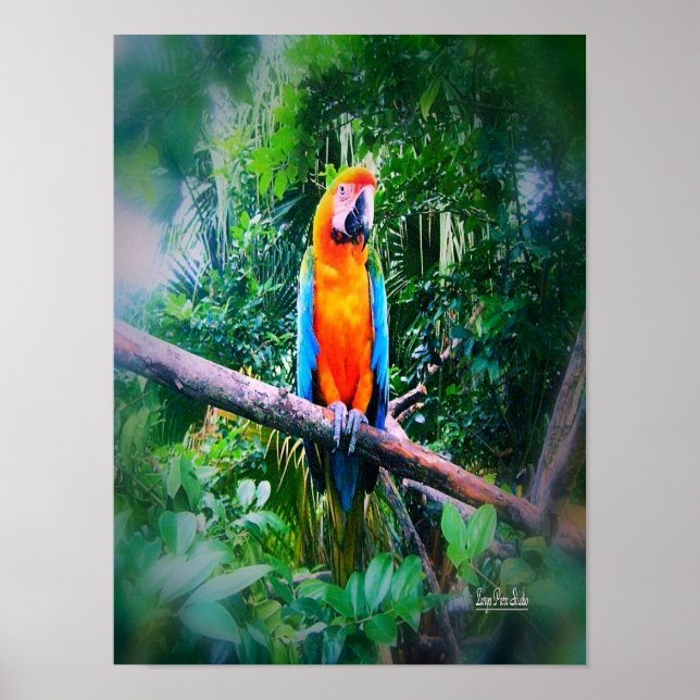 Poster Martinique Macaw (Frente)