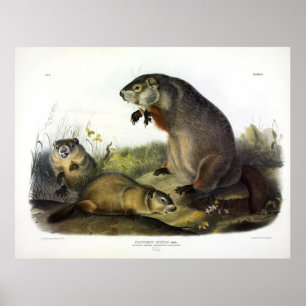 Poster Maryland Marmot, Woodchuck, Groundhog por Audubon