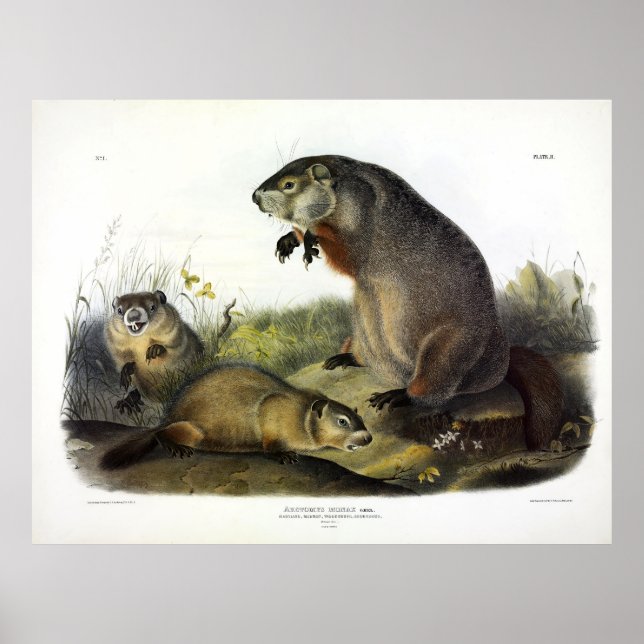 Poster Maryland Marmot, Woodchuck, Groundhog por Audubon (Frente)
