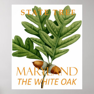 Poster Maryland Território Árvore O Carvalho Branco