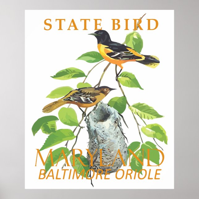 Poster Maryland Território Pássaro Icterus galbula (Frente)