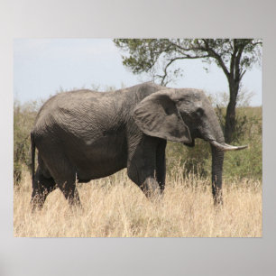 Pôster Masai elefante