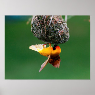 Pôster Mascarar-Tecelão africano (Ploceus Velatus)