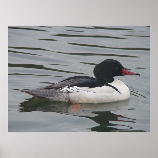 Poster masculino do Merganser (Frente)