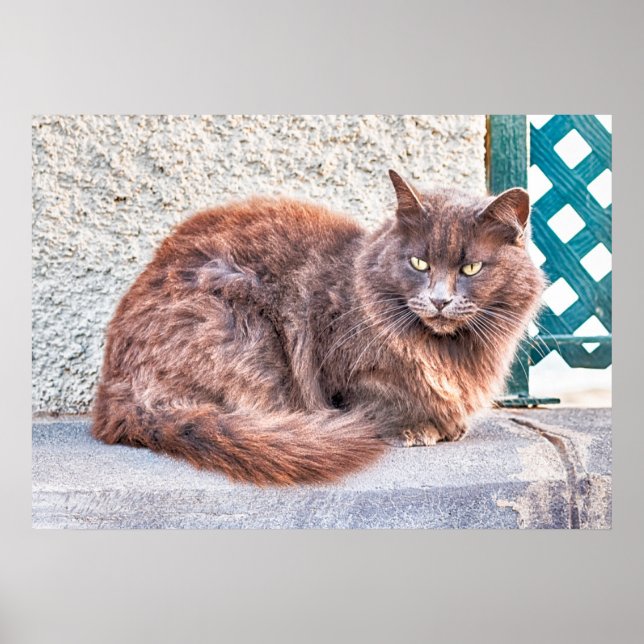 Poster Maspalomas Cat (Frente)