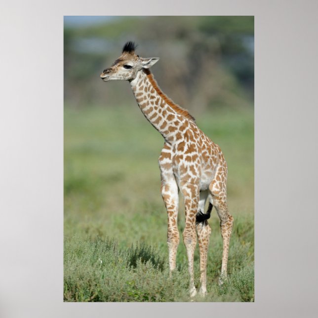 Pôster Massai Giraffe Baby (Frente)