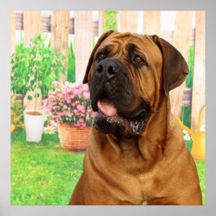 Pôster Mastiff do Bordéus