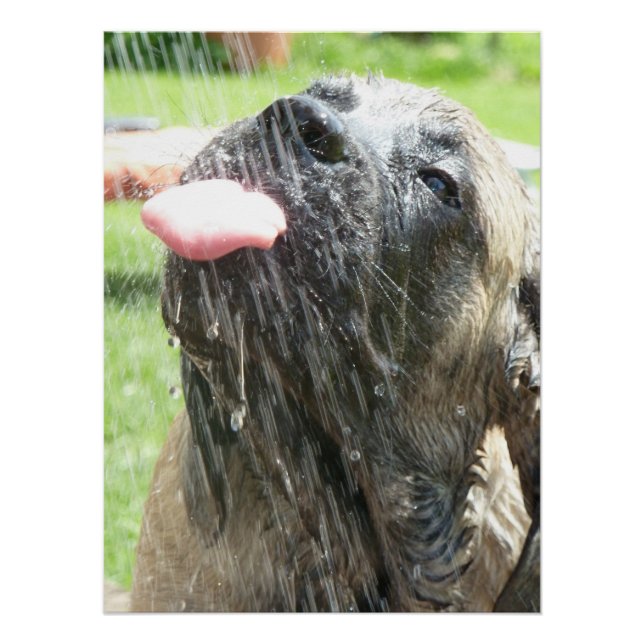 Pôster Mastiff englische Dogge Vatertag (Frente)