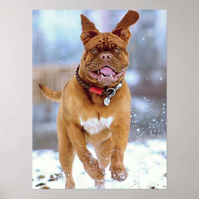 Poster Mastiff Plus (Frente)