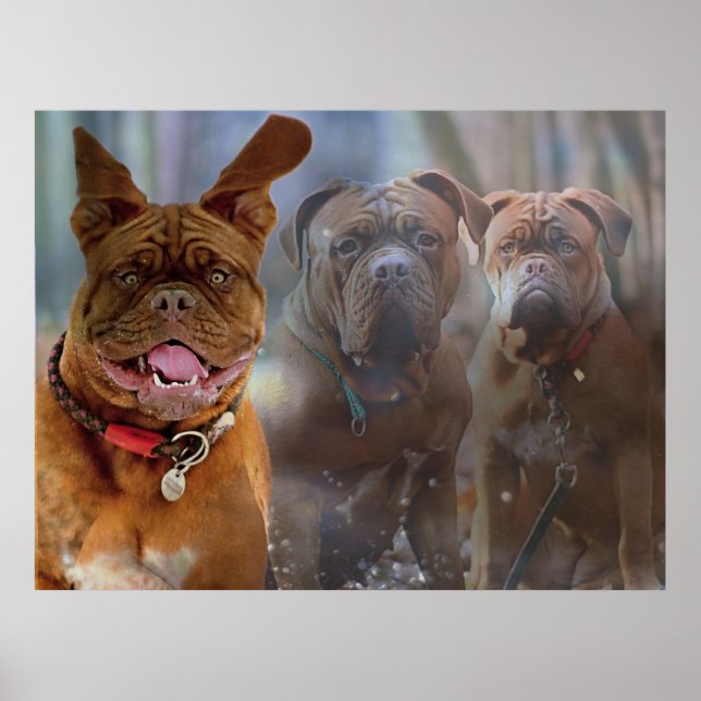 Poster Mastiff Plus (Frente)