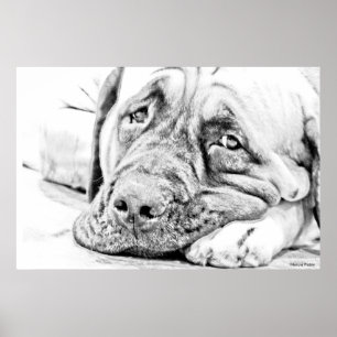 Poster Mastiff preguiçoso