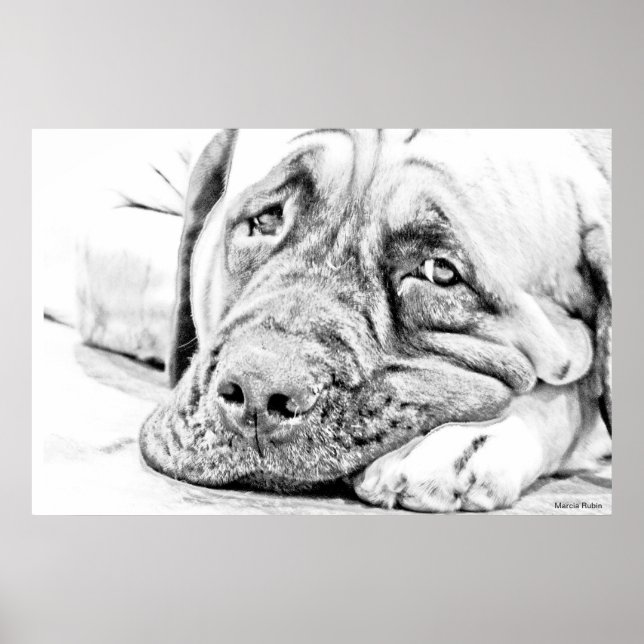 Poster Mastiff preguiçoso (Frente)