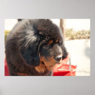 Pôster Mastiff tibetano preto