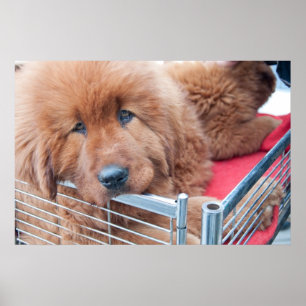 Poster Mastiff Tibetano vermelho