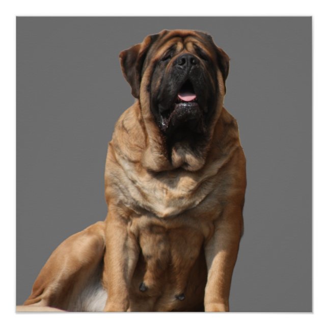 Pôster Mastiff Vatertag Best Friends  (Frente)