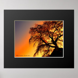 Poster Matabei-Zakura: Chorando árvore cerejeira