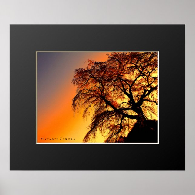Poster Matabei-Zakura: Chorando árvore cerejeira (Frente)