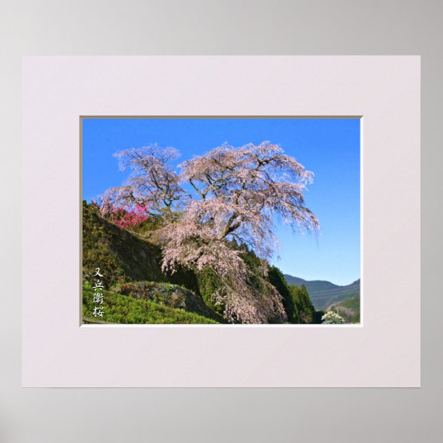 Poster Matabei-Zakura Weeping Cherry Tree (Frente)