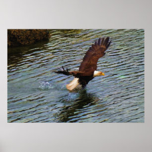 Poster Mature Bald Eagle Caçando Arte Selvagem