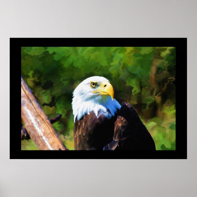 Pôster Mature Bald Eagle Wildlife Painting (Frente)
