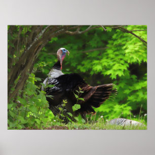 Poster Mature Male Wild Turkey