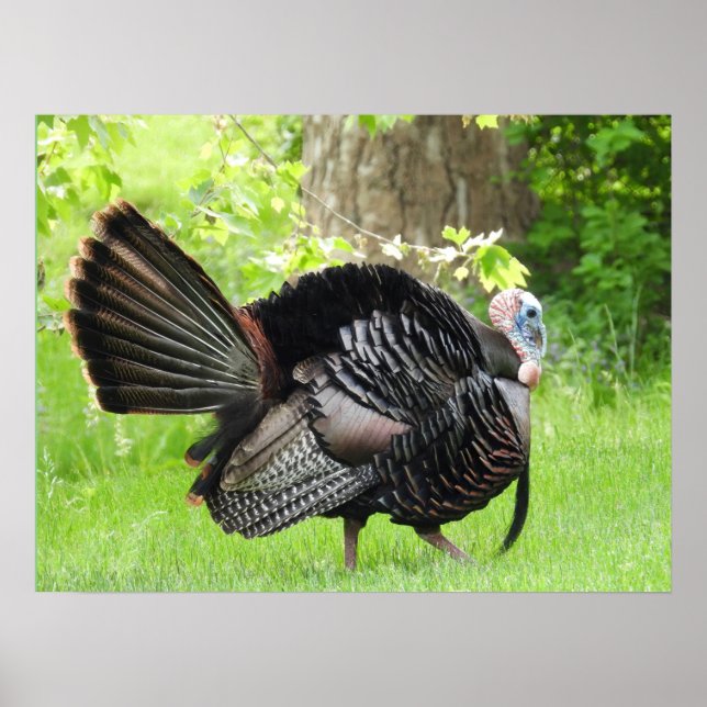 Poster Mature Male Wild Turkey Exibindo Penas (Frente)