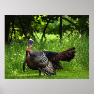 Poster Mature Male Wild Turkey Exibindo Penas