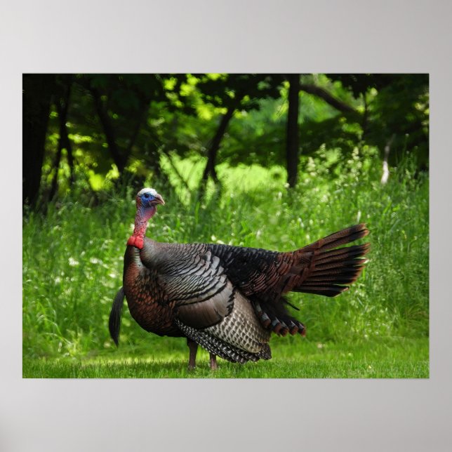 Poster Mature Male Wild Turkey Exibindo Penas (Frente)