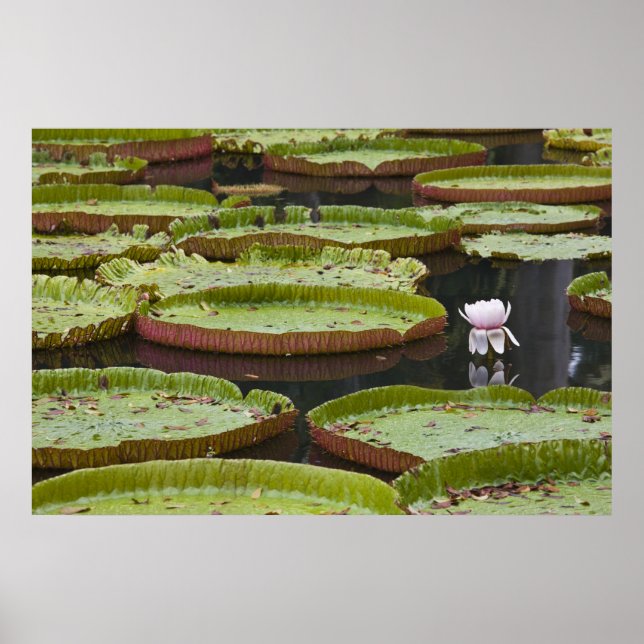 Poster Maurícia, Pamplemousses, SSR Botânica (Frente)