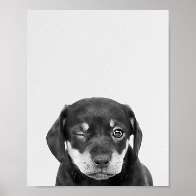 Poster Max, o cachorrinho que pisca (Frente)