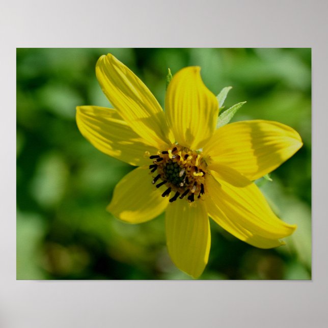 Poster Maximilian Sunflower (Frente)
