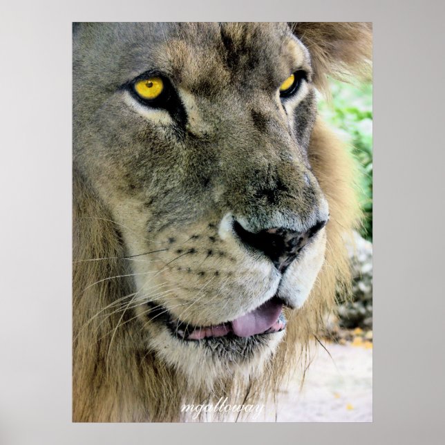 Pôster Máximo (Frente)