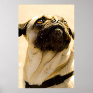 Poster Máximo o Pug